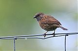 Dunnock